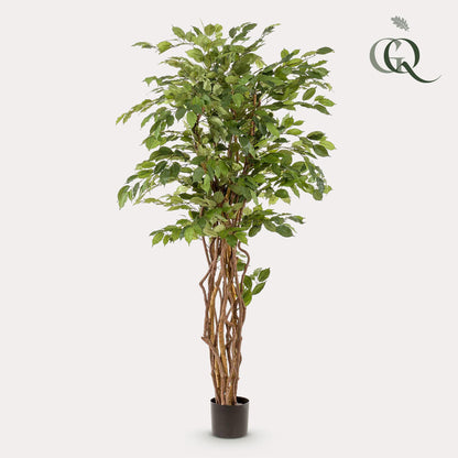 Kunstplant - Ficus liana Vioolbladplant - Hoogte ↕ 170cm
