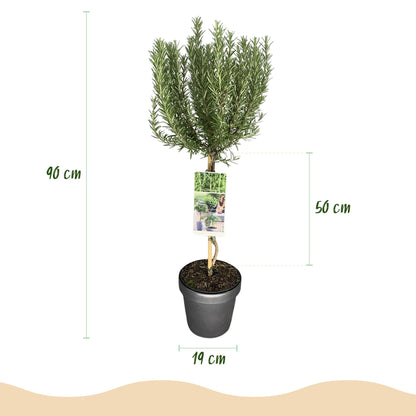 Buitenplant - Rosmarinus officinalis op stam - Winterhard - Pot Ø 19cm Hoogte ↕ 90cm