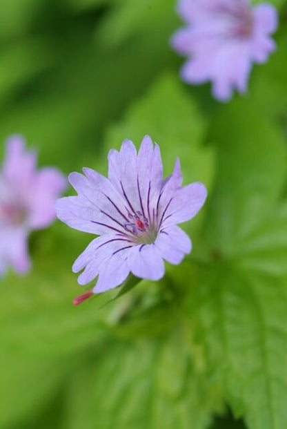 Buitenplant 24x Geranium nodosum - Bloeiend - Pot Ø 9cm Hoogte ↕ 10-25cm