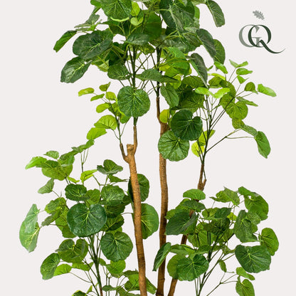 XL Kunstplant - Polyscias Aralia - Hoogte ↕ 160cm