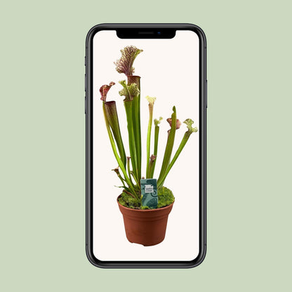 Buitenplant - Sarracenia 'Judith Hindle' - Pot Ø 12cm Hoogte ↕ 30cm