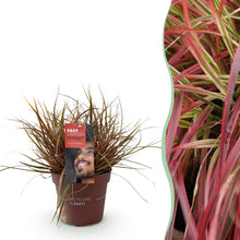 Buitenplant - Uncinia rubra Everflame - Winterhard - Pot Ø 17cm Hoogte ↕ 50cm