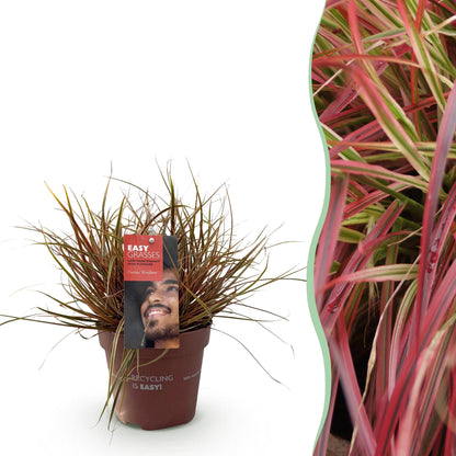 Buitenplant - Uncinia rubra Everflame - Winterhard - Pot Ø 17cm Hoogte ↕ 50cm
