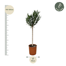 XL Buitenplant - Nerium Oleander op stam met witte bloem - Bloeiend - Pot Ø 30cm Hoogte ↕ 170cm