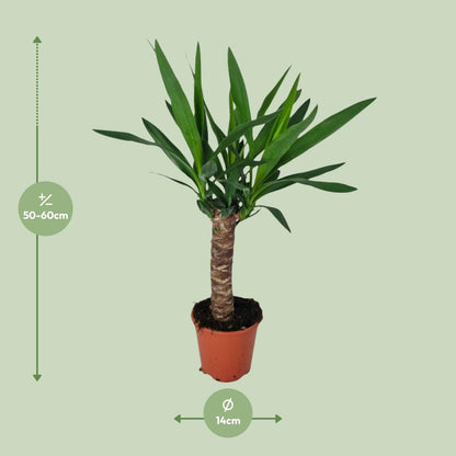 Kamerplant - Yucca - Pot Ø 14cm Hoogte ↕ 60cm