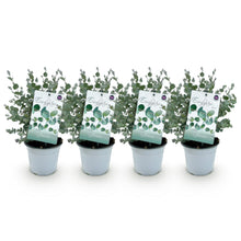 Buitenplant 4x Eucalyptus gunnii - Winterhard - Pot Ø 14cm Hoogte ↕ 30cm