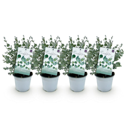 Buitenplant 4x Eucalyptus gunnii - Winterhard - Pot Ø 14cm Hoogte ↕ 30cm