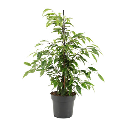 Kamerplant - Ficus Benjamina Anastasia - Pot Ø 14cm Hoogte ↕ 55cm