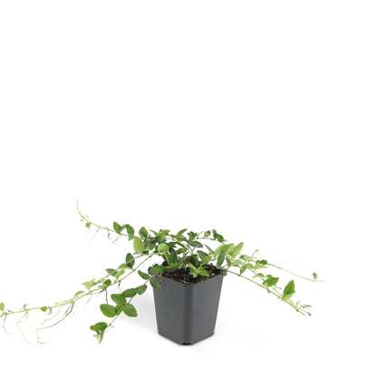 Buitenplant 24x Vinca minor 'Alba' - Bodembedekker - Pot Ø 9cm Hoogte ↕ 10-25cm