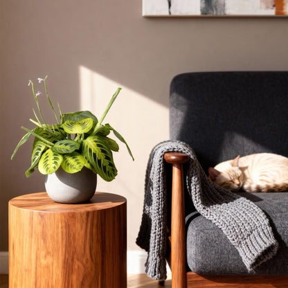 Green boutiQ - Kamerplant - Maranta Fascinator Lemon Lime - Gebedsplant - Huisdiervriendelijke Plant - Groen - 1 Plant - Pot 12cm - Hoogte 25cm