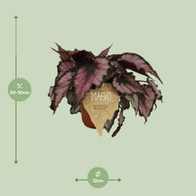 Kamerplant - Begonia Rex 'Magma' - Pot Ø 12cm Hoogte ↕ 25cm