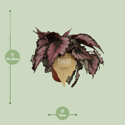 Kamerplant - Begonia Rex 'Magma' - Pot Ø 12cm Hoogte ↕ 25cm