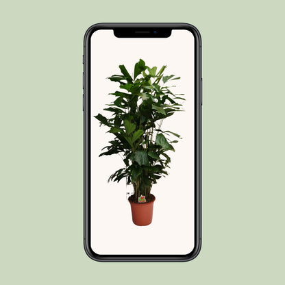 XL Kamerplant - Caryota Mitis - Pot Ø 24cm Hoogte ↕ 120cm