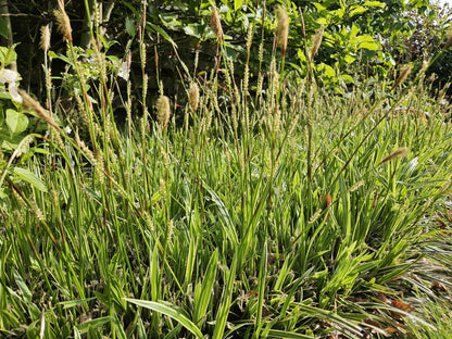 Buitenplant 6x Carex morrowii 'Aureovariegata' - Pot Ø 9cm Hoogte ↕ 10-25cm