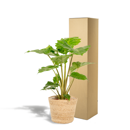 Kamerplant - Alocasia Portodora - Inclusief siermand - Pot Ø 21cm Hoogte ↕ 80cm