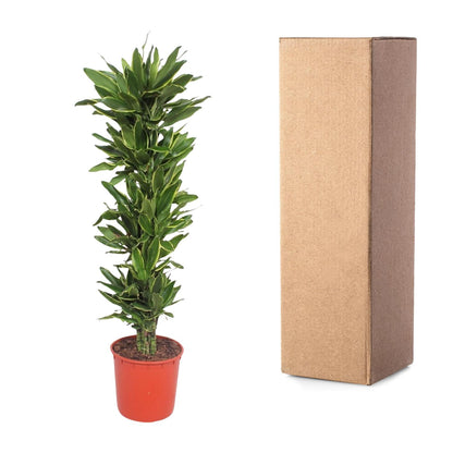 XL kamerplant - Dracaena Golden Coast - Luchtzuiverend - Pot Ø 34cm Hoogte ↕ 200cm