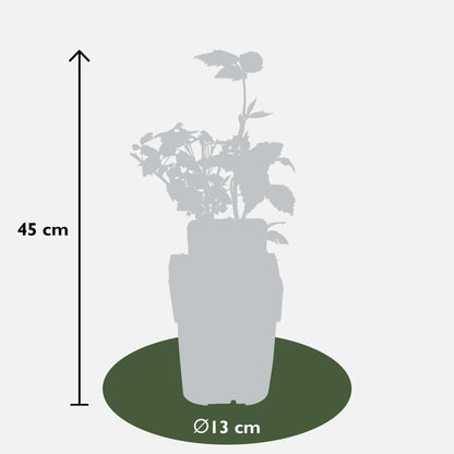 Buitenplant 4x Rubus 'Autumn' Mix - Bloeiend - Pot Ø 13cm Hoogte ↕ 45cm