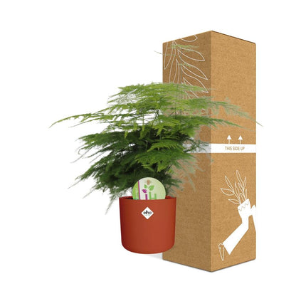 Kamerplant - Asparagus 'Plumosus' - inclusief sierpot - Pot Ø 14cm