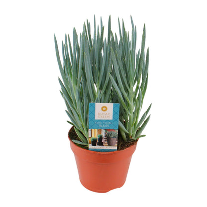 Kamerplant - Curio Blues - Pot Ø 15cm Hoogte ↕ 30cm
