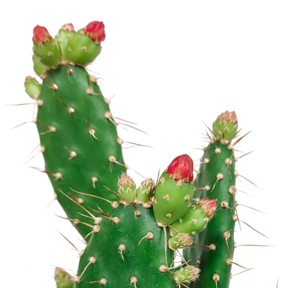 Kamerplant - Opuntia quitensis - Pot Ø 12cm