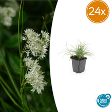 Buitenplant 24x Luzula nivea - Schaduwplant - Pot Ø 9cm Hoogte ↕ 10-25cm