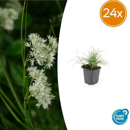 Buitenplant 24x Luzula nivea - Schaduwplant - Pot Ø 9cm Hoogte ↕ 10-25cm