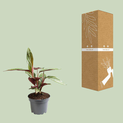 Kamerplant - Stromanthe Sanguinea - Pot Ø 12cm Hoogte ↕ 18cm