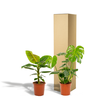 Kamerplant - Monstera Deliciosa ↕ 75cm + Musa Dwarf Cavendish ↕ 85cm - Pot Ø 21cm