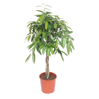 Kamerplant - Ficus Amstel King Gevlochten stam - Luchtzuiverend - Pot Ø 30cm Hoogte ↕ 140cm
