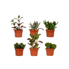 Kamerplant 6x Succulenten Mix - Pot Ø 10,5cm Hoogte ↕ 12cm