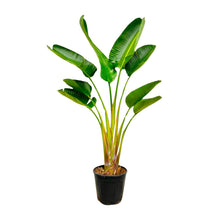 XL kamerplant - Strelitzia Augusta - Pot Ø 21-24cm Hoogte ↕ 160cm