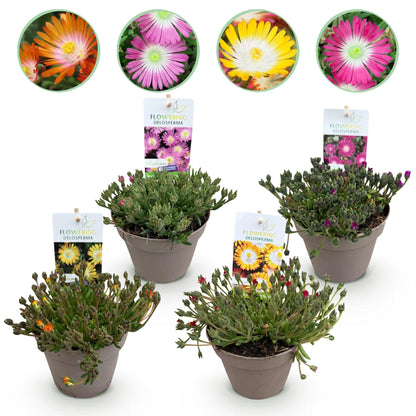Buitenplant 4x Delosperma Jewel of Desert - Winterhard - Pot Ø 14cm Hoogte ↕ 17cm