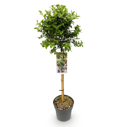 Buitenplant - Euonymus fortunei 'Harlequin' op stam - Winterhard - Pot Ø 19cm Hoogte ↕ 90cm