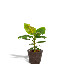 Kamerplant - Musa Dwarf Cavendish - Pot Ø 21cm Hoogte ↕ 90cm