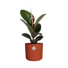 Kamerplant - Ficus Elastica 'Robusta' - Luchtzuiverend - Pot Ø 14cm