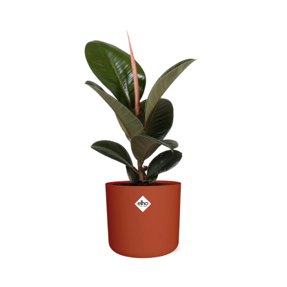 Kamerplant - Ficus Elastica 'Robusta' - Luchtzuiverend - Pot Ø 14cm