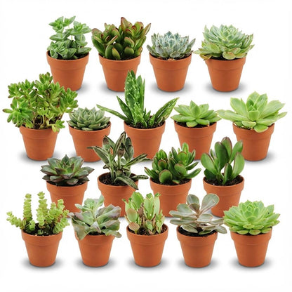 Kamerplant 18x Mini Succulenten Mix - Terracotta Potten - Pot Ø 8,1cm Hoogte ↕ 5-10cm