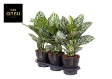 Kamerplant - Aglaonema Jungle Silver - Pot Ø 19cm Hoogte ↕ 60cm