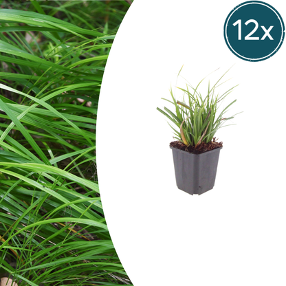 Buitenplant 12x Carex morrowii - Pot Ø 9cm Hoogte ↕ 10-25cm
