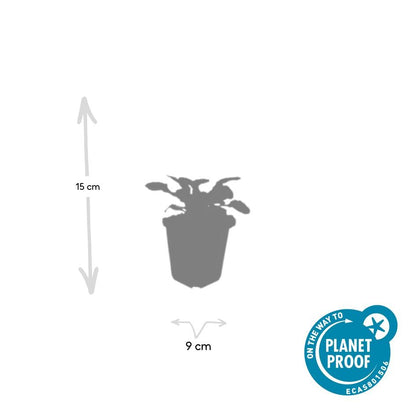 Buitenplant 12x Ajuga reptans 'Catlin's Giant' - Pot Ø 9cm Hoogte ↕ 10-25cm