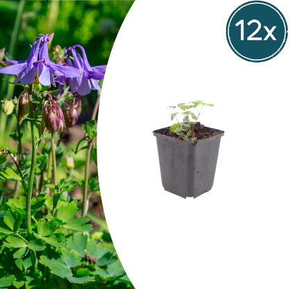 Buitenplant 12x Aquilegia vulgaris - Bloeiend - Pot Ø 9cm Hoogte ↕ 10-25cm