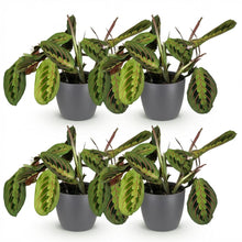 Kamerplant 4x Maranta Fascinator Tricolour - Gebedsplant - Pot Ø 12cm Hoogte ↕ 25cm