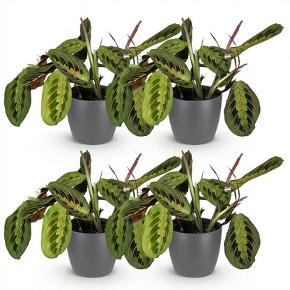 Kamerplant 4x Maranta Fascinator Tricolour - Gebedsplant - Pot Ø 12cm Hoogte ↕ 25cm