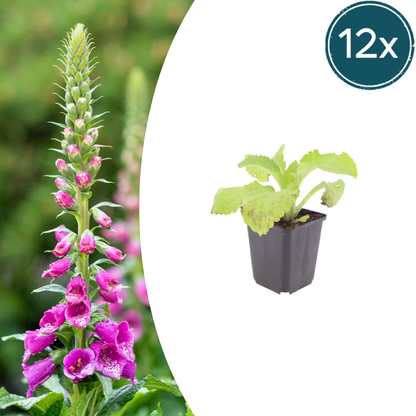 Buitenplant 12x Digitalis purpurea - Bloeiend - Pot Ø 9cm Hoogte ↕ 10-25cm