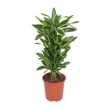 XL Kamerplant - Dracaena Golden Coast - Pot Ø 27cm Hoogte ↕ 110cm