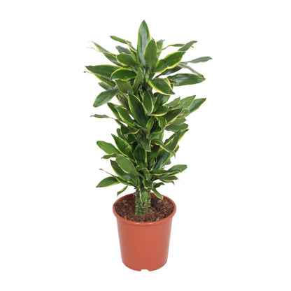 XL Kamerplant - Dracaena Golden Coast - Pot Ø 27cm Hoogte ↕ 110cm
