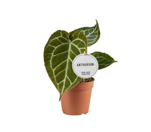 Kamerplant - Anthurium Crystallinum - Pot Ø 12cm Hoogte ↕ 20cm