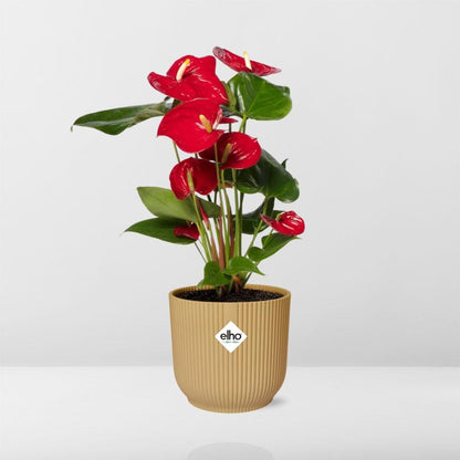 Kamerplant - Anthurium Red - Pot Ø 14cm