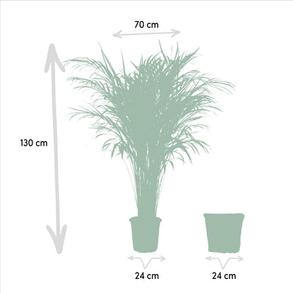 XL kamerplant - Areca met mand - Pot Ø 24cm Hoogte ↕ 130cm