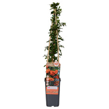 Buitenplant - Pyracantha 'Orange Glow' - Pot Ø 15cm Hoogte ↕ 65cm
